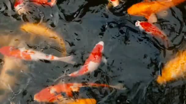 Яркая красочная японская рыба кои-карп, плавающая в традиционном садовом пруду. Китайские модные карпы под водой . — стоковое видео