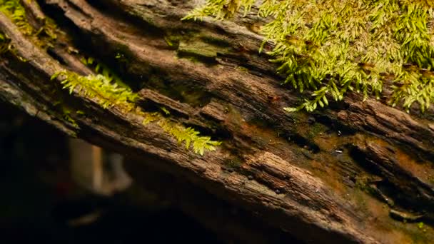 Brood of black termite carrying soil to build nest, tree bark with moss. Colonie d'insectes Eusocial marchant dans la jungle . — Video