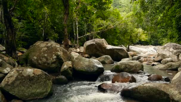 Cenário de floresta tropical e rio com rochas. Floresta tropical profunda. Selva com árvores sobre riacho rochoso rápido . — Vídeo de Stock