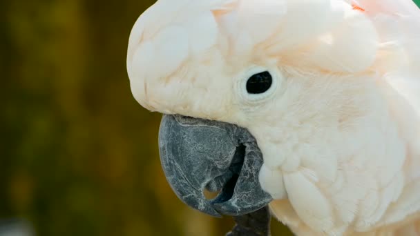 Moluccan or umbrella cockatoo. Portrait of white parrot, exotic endemic bird to tropical rainforest on Indonesia islands — Stock Video