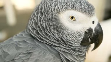 Kırmızı kuyruklu tek eşli Afrika Kongo gri papağan. Arkadaşı Jaco popüler kuş evde beslenen hayvan Ekvator bölgesine yerli olduğunu.