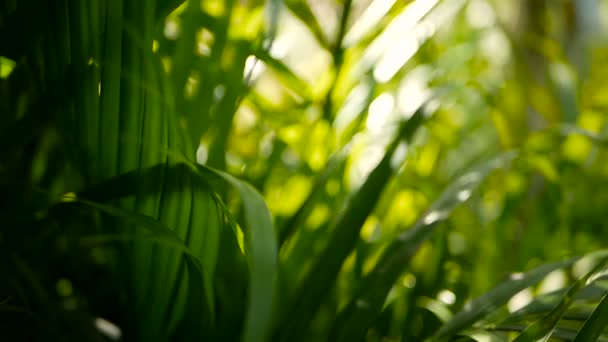 Folha de palmeira verde tropical Blur com luz solar, fundo natural abstrato com bokeh. Folhagem exuberante desfocada — Vídeo de Stock