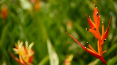 Turuncu ve sarı renkli heliconia, STERLİÇYA, kuş cenneti makro yakın çekim, yeşil arka plan. Egzotik tropik çiçek açan çiçek