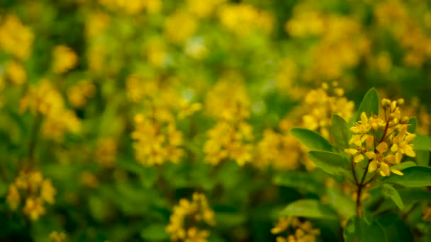 Campo de primavera de pequeñas flores amarillas de Galphimia. Arbusto siempreverde de Golden Thryallis glauca en forma de estrella . — Vídeo de stock