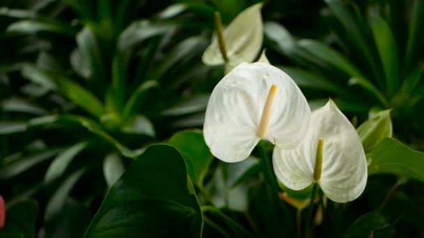 Vilda delikat giftiga Calla lily med gula ståndare blommar i trädgården som naturliga blommig bakgrund. — Stockvideo