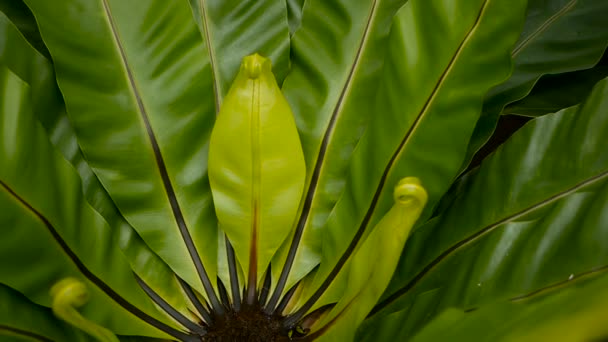 Felce nido di uccelli, Asplenium nidus. Selvaggio Paradise foresta pluviale giungla pianta come sfondo floreale naturale. Struttura astratta — Video Stock