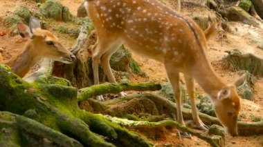 Yaban hayatı sahne. Genç whitetail geyik, orman çevreleyen içinde yabani memeli hayvanlar hayvan nadas. Benekli, Chitals, Cheetal, eksen