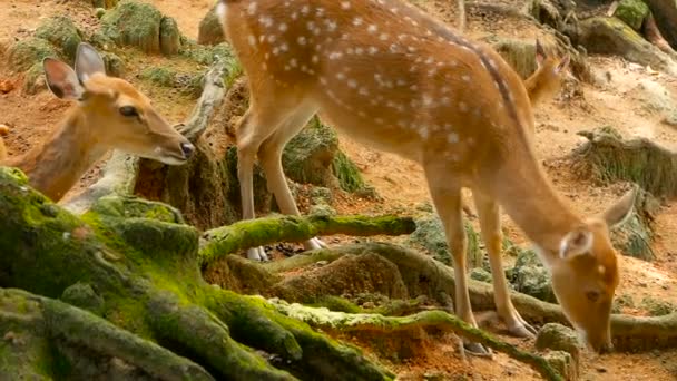 Vadon élő jelenet. Fiatal whitetail szarvas, vadon élő emlős állat a környező erdő ugaron hagyását. Foltos, Chitals, Cheetal, tengely — Stock videók