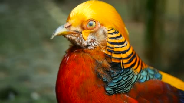 Wspaniały mężczyzna elegancki chiński czerwony złoty Bażant, Chrysolophus Pictus na zewnątrz. dzikich ptaków egzotycznych w prawdziwą naturę — Wideo stockowe