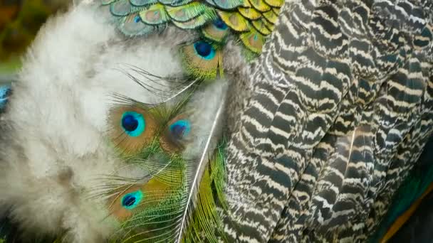 Elegante pájaro exótico salvaje, plumas artísticas de colores. Primer plano de plumaje con textura de pavo real. Peafowl verde indio volador — Vídeo de stock