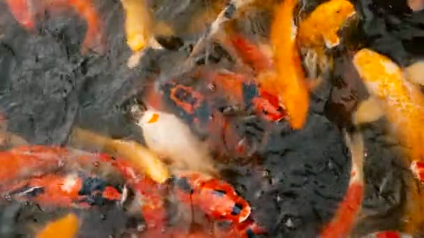Короп яскраві барвисті японський Коі риби плавають в традиційних садовому ставку. Китайський фантазії коропи під поверхнею води. — стокове відео