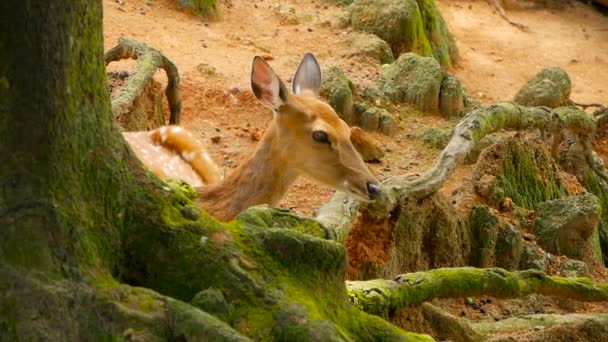 Yaban hayatı sahne. Genç whitetail geyik, orman çevreleyen içinde yabani memeli hayvanlar hayvan nadas. Benekli, Chitals, Cheetal, eksen — Stok video