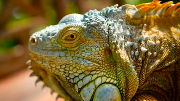 Dragón dormido. Retrato de cerca de Lagarto vibrante descansando. Enfoque selectivo. Iguana verde nativa de zonas tropicales — Vídeo de stock