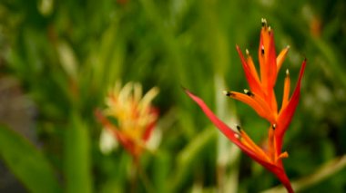 Turuncu ve sarı renkli heliconia, STERLİÇYA, kuş cenneti makro yakın çekim, yeşil arka plan. Egzotik tropik çiçek açan çiçek