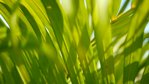 Flou feuille de palmier vert tropical avec lumière du soleil, fond naturel abstrait avec bokeh. Feuillage luxuriant déconcentré 