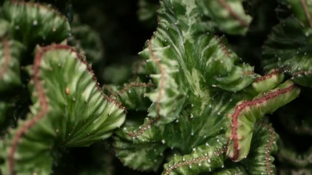 Euphorbia crested immergrüne Wüstenpflanze als Zierpflanze im Garten kultiviert. Sukkulenten Hintergrund, natürliches Muster — Stockvideo