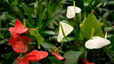 Vahşi hassas zehirli Calla lily ile doğal çiçek arka plan olarak bahçede çiçek açan sarı ercik.
