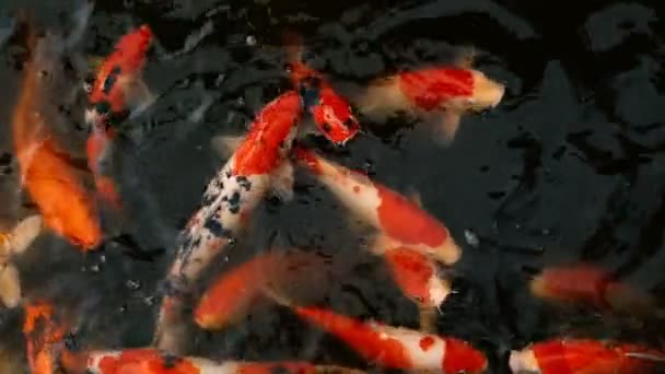 Peixe Koi Carp japonês colorido vibrante nadando na lagoa de jardim tradicional. Chinês Carpas extravagantes sob a superfície da água . — Vídeo de Stock