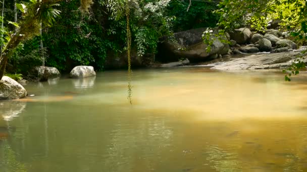 Bosque lluvioso y río con rocas. Vegetación salvaje, bosque tropical profundo. Selva con árboles sobre un rápido charco rocoso de agua . — Vídeo de stock