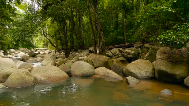 Пейзажі тропічних лісів і річки зі скелями. Глибокий тропічний ліс. Джунглі з деревами над швидким кам'янистим потоком . — стокове відео