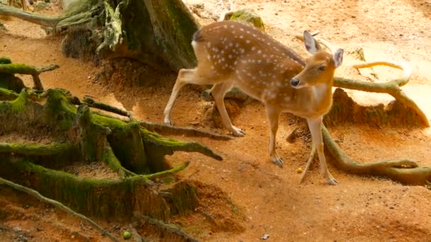 Scena della fauna selvatica. Giovane daino coda bianca, mammifero selvatico nella foresta circostante. Macchiato, Chitarre, Cheetal, Asse — Video Stock