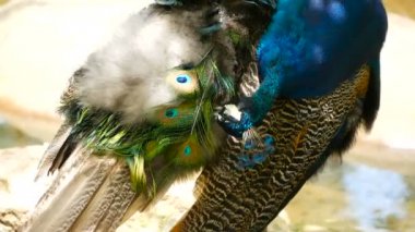 Renkli sanatsal eşarplı zarif yabani egzotik kuş. Dokulu tavus kuşu tüyleri yakın çekim. Hint yeşil tavus Pavo cristatus gerçek doğa, canlı model parlak kuyruğu ve kanatları uçan.