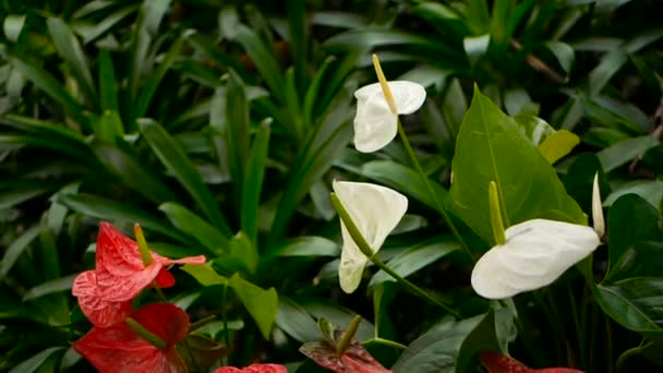 Wilde zarte giftige Calla-Lilie mit gelben Staubgefäßen, die im Garten als natürlicher floraler Hintergrund blühen. — Stockvideo
