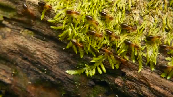 Brood of black termite carrying soil to build nest, tree bark with moss. Colonie d'insectes Eusocial marchant dans la jungle . — Video