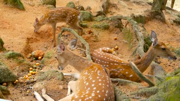 Wildlife scen. Ung trädor whitetail rådjur, vilda däggdjur djur i skogen kring. Fläckig, Chitals, vahab, Axis — Stockvideo