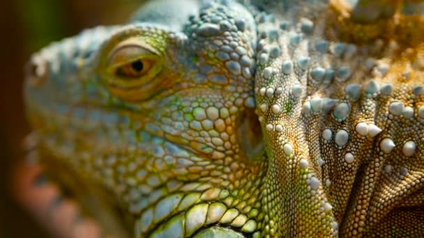 Dragón dormido. Retrato de cerca de Lagarto vibrante descansando. Enfoque selectivo. Iguana verde nativa de zonas tropicales — Vídeos de Stock
