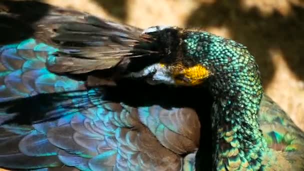 Eleganter wilder exotischer Vogel, farbenfrohe Kunstfedern. Nahaufnahme des Pfauengefieders. fliegende indische grüne Pfaue — Stockvideo