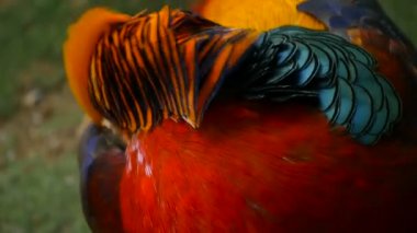 Çin kırmızı altın sülün, Chrysolophus Pictus açık havada muhteşem şık erkek. gerçek doğada vahşi egzotik kuş