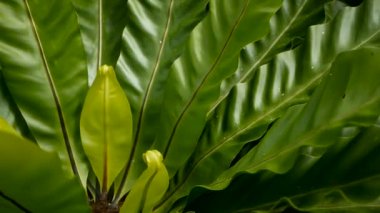 Kuşlar yuva fern, Asplenium nidus. Vahşi cennet yağmur ormanları orman bitki doğal çiçek arka plan olarak. Soyut doku yakın kadar taze egzotik tropik yeşil taze kıvırcık fantezi karanlık ormanda bırakır
