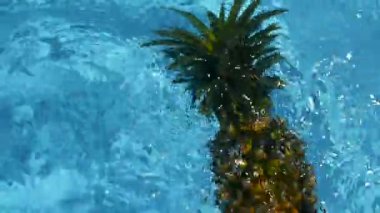 Ananas yüzen içinde mavi su içinde Yüzme Havuzu. Sağlıklı ham organik gıda. Sulu meyve. Egzotik tropik arka plan
