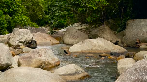 Scenery of rainforest and river with rocks. Deep tropical forest. Jungle with trees over fast rocky stream. — Stock Video