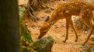 Yaban hayatı sahne. Genç whitetail geyik, orman çevreleyen içinde yabani memeli hayvanlar hayvan nadas. Benekli, Chitals, Cheetal, eksen