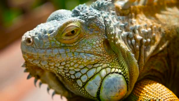 Dragón dormido. Retrato de cerca de Lagarto vibrante descansando. Enfoque selectivo. Iguana verde nativa de zonas tropicales — Vídeo de stock