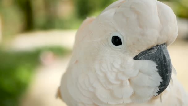 Molukse of paraplu kaketoe. Portret van witte papegaai, exotische endemische vogels aan tropisch regenwoud op Indonesië eilanden — Stockvideo