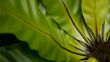Kuşlar yuva fern, Asplenium nidus. Vahşi cennet yağmur ormanları orman bitki doğal çiçek arka plan olarak. Soyut doku