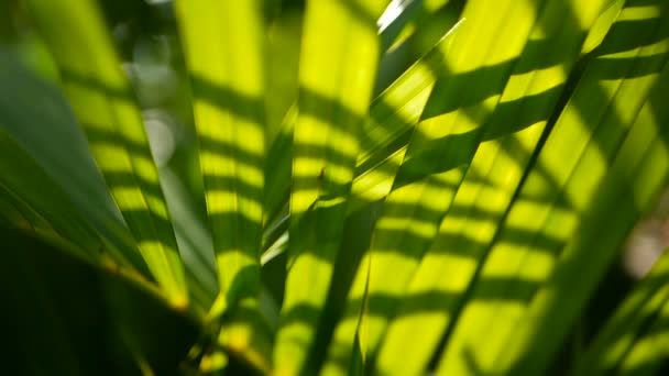 Размытие тропического зеленого пальмового листа с солнечным светом, абстрактный естественный фон с боке. Ослабленная пышная листва — стоковое видео