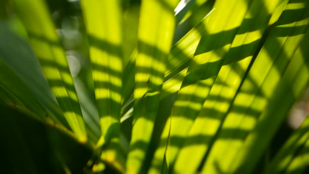 Flou feuille de palmier vert tropical avec lumière du soleil, fond naturel abstrait avec bokeh. Feuillage luxuriant déconcentré 