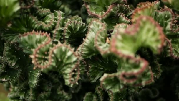 장 정원에서 관 상용으로 재배 하는 상록 사막 식물 볏. Succulents 배경, 자연 패턴 — 비디오