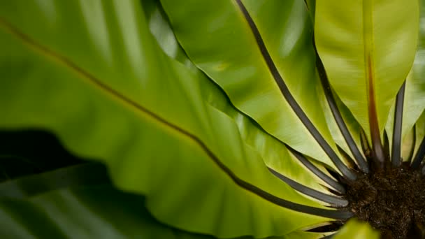 Felce nido di uccelli, Asplenium nidus. Selvaggio Paradise foresta pluviale giungla pianta come sfondo floreale naturale. Struttura astratta — Video Stock