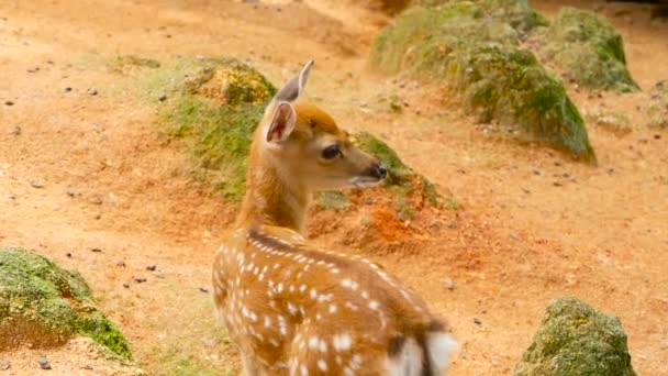 Wildlife scène. Jonge fallow whitetail herten, wilde zoogdieren dier in bos omgeving. Gespot, Chitals, Cheetal, as — Stockvideo