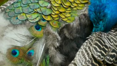 Zarif yabani egzotik kuş, renkli sanatsal tüyler. Dokulu tavus kuşu tüyleri yakın çekim. Hint yeşil tavus uçan