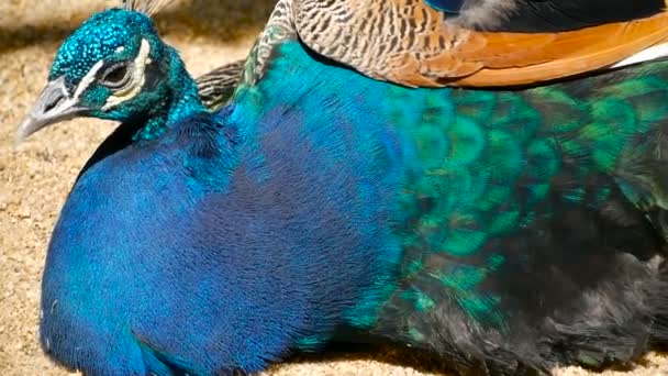 Elegante pájaro exótico salvaje, plumas artísticas de colores. Primer plano de plumaje con textura de pavo real. Peafowl verde indio volador — Vídeo de stock