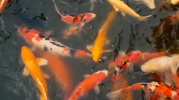 Vibrant Colorful Japanese Koi Carp fish swimming in traditional garden pond. Chinese Fancy Carps under water surface. — Stock Video