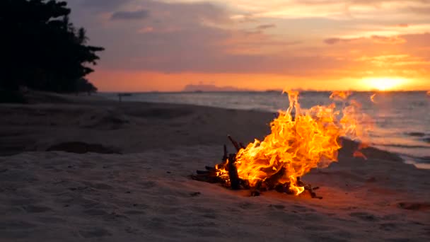 Blazing kampvuur op het strand, zomeravond. Vreugdevuur in de natuur als achtergrond. Verbranden van hout op witte zand strand bij zonsondergang. — Stockvideo