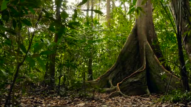 Paesaggio della giungla. Boschi esotici asiatici. Liane muschiose penzolanti dal baldacchino della foresta pluviale. Verde sfondo naturale — Video Stock