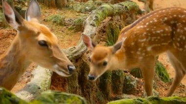 Yaban hayatı sahne. Genç whitetail geyik, orman çevreleyen içinde yabani memeli hayvanlar hayvan nadas. Benekli, Chitals, Cheetal, eksen